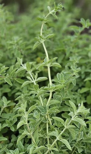 Oregano