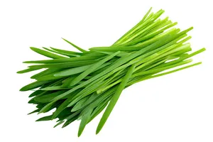 Wheatgrass