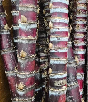 Sugar Cane (whole stick)