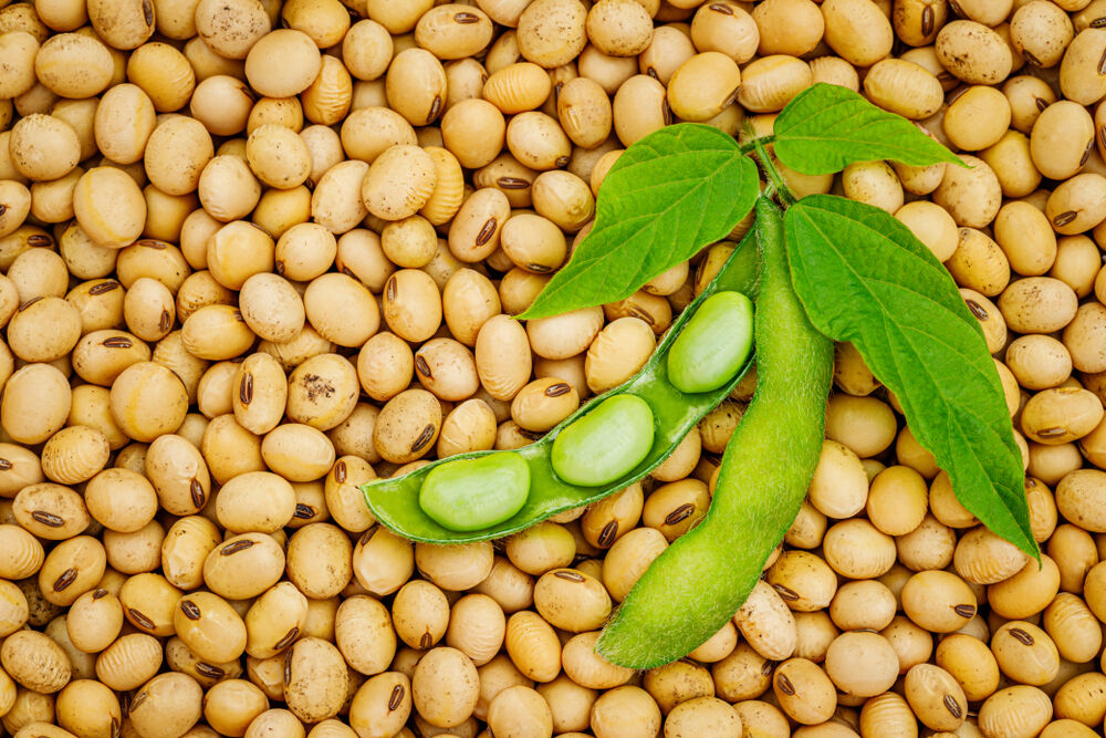 Soy Beans