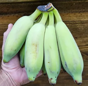 Local Thai Bananas