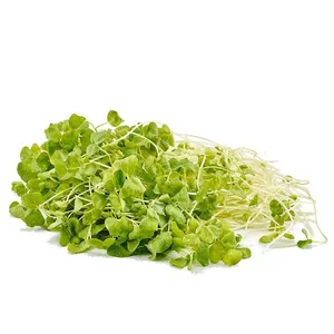 Micro-greens: Buckwheat