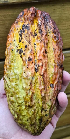Cacao