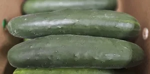 Cucumbers (SELECTS)