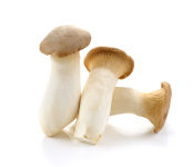King Trumpet Mushrooms