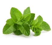 Fresh Mint