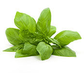 Basil: Italian