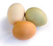 Free Range Chicken Eggs