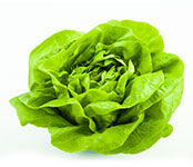 Hydroponic Lettuce