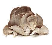 Blue Oyster Mushrooms