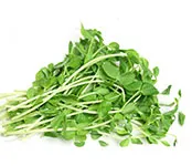Micro-greens: Pea