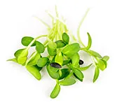Micro-greens: Sunflower