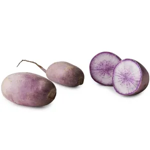 Radish (Daikon)