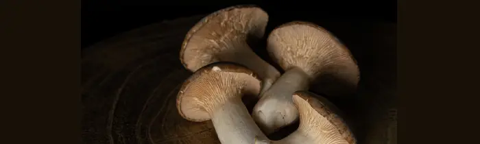 King Trumpet Mushrooms