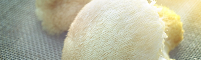 Lions Mane Mushrooms