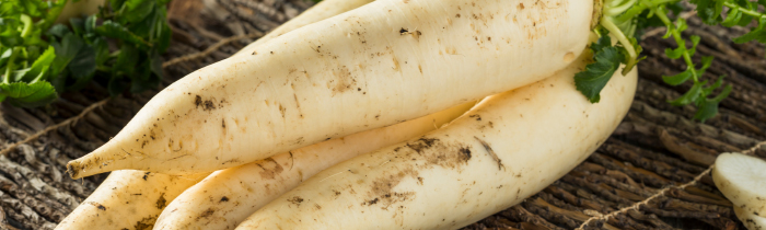 Radish (Daikon)