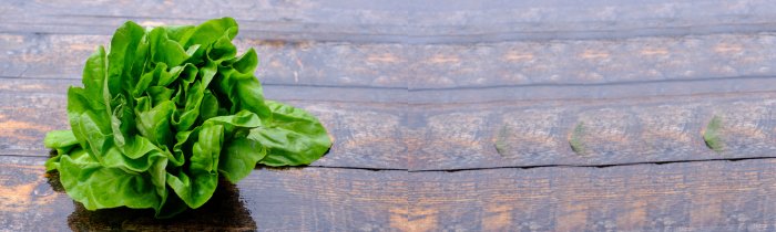 Butter Lettuce