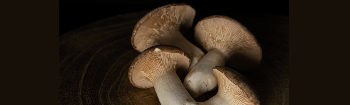 King Trumpet Mushrooms