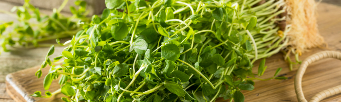 Micro-greens: Pea